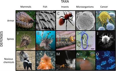 Ecology of Fear: Spines, Armor and Noxious Chemicals Deter Predators in Cancer and in Nature